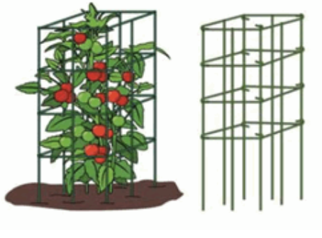 PACIFIC RIM FOLDING TOMATO CAGE 36&quot; GREEN