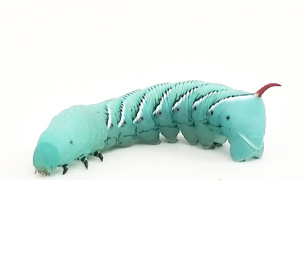 HORNWORMS INDIVIDUAL